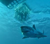A Shark named Vader